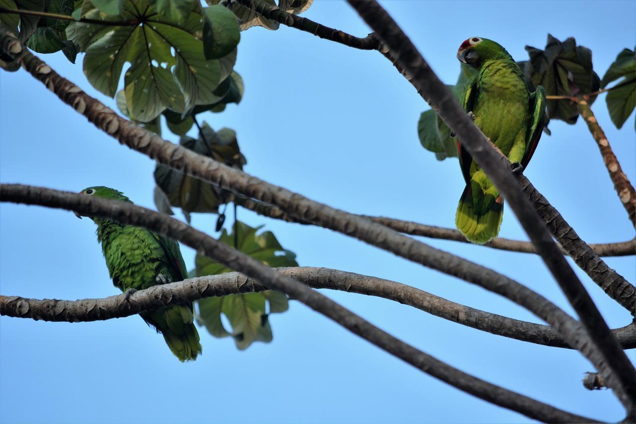 Casa Del Toucan Dominical Luaran gambar